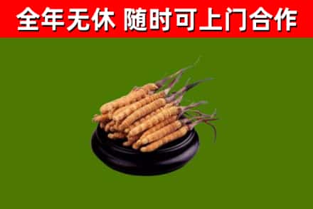 崖州区回收散虫草