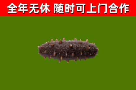 崖州区回收海参干